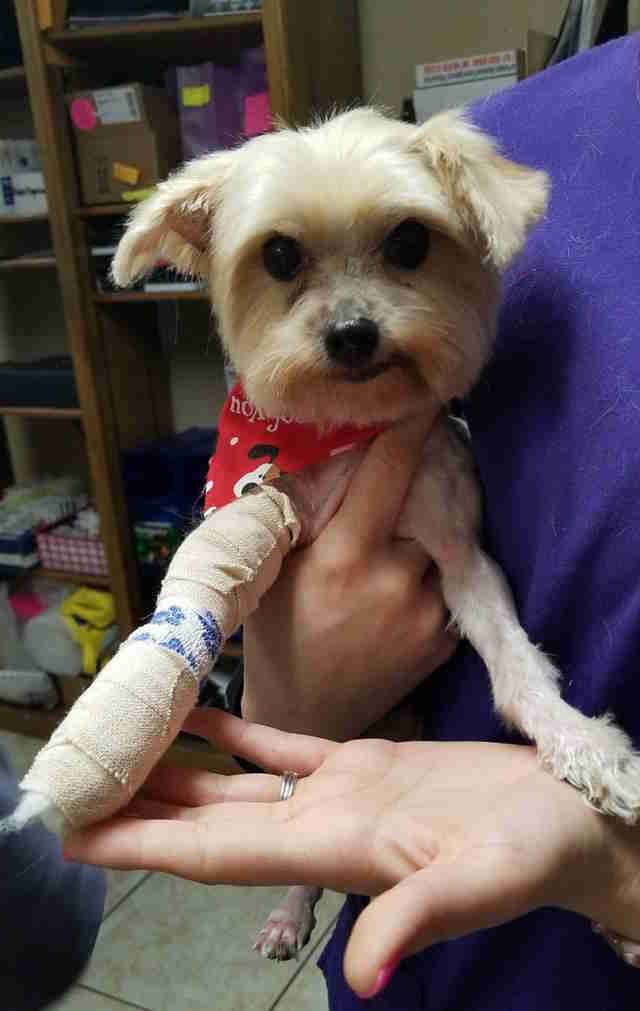 Woman Reunites With Lost Dog 11 Years After He Went Missing Woman Reunites With Lost Dog 11 Years After He Went Missing