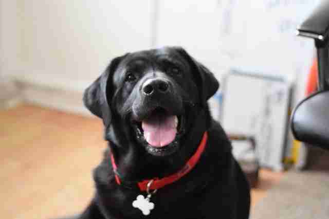 Lab With The Shortest Legs Has No Idea He's Any Different Lab With The Shortest Legs Has No Idea He's Any Different