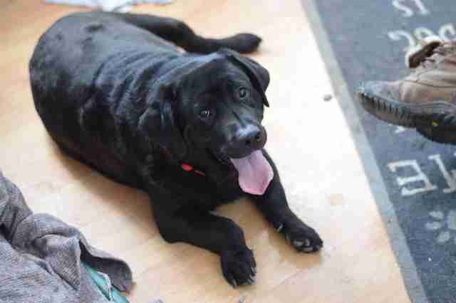 Lab With The Shortest Legs Has No Idea He's Any Different Lab With The Shortest Legs Has No Idea He's Any Different
