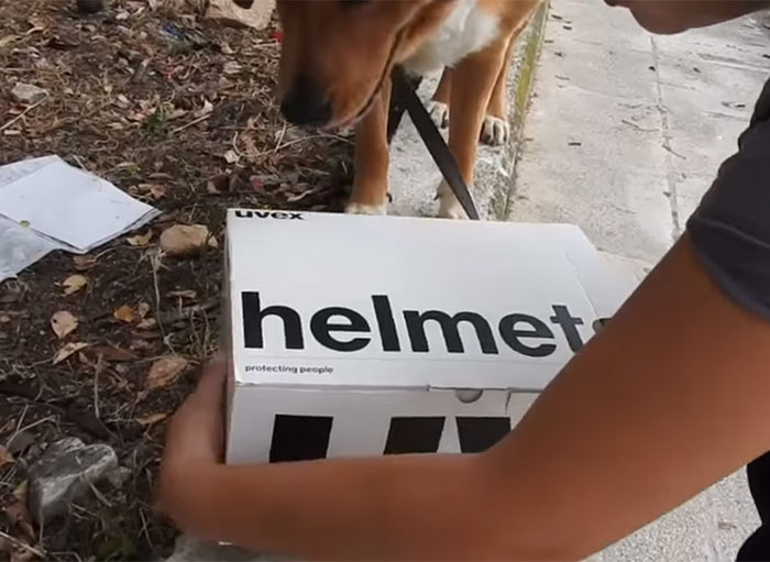 This Dog Lead His Humans To A Mysterios Box In The Mountains, Ended Up Becoming A Father