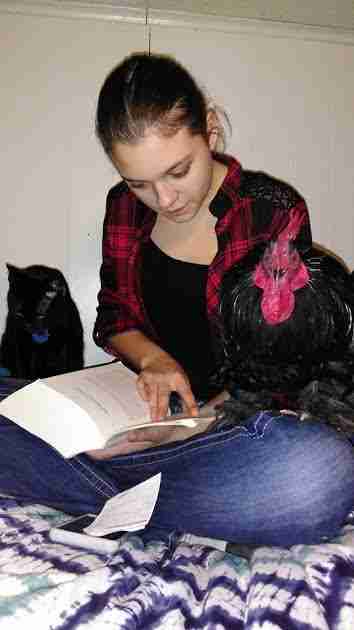 Rooster sitting on girl's lap as she reads