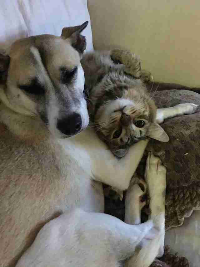 Dog and cat snuggling together