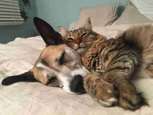 Anxious Dog Hated Being Left Alone — So Her Mom Got Her A Kitten Anxious Dog Hated Being Left Alone — So Her Mom Got Her A Kitten