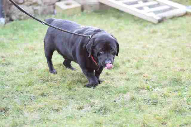 Lab With The Shortest Legs Has No Idea He's Any Different Lab With The Shortest Legs Has No Idea He's Any Different