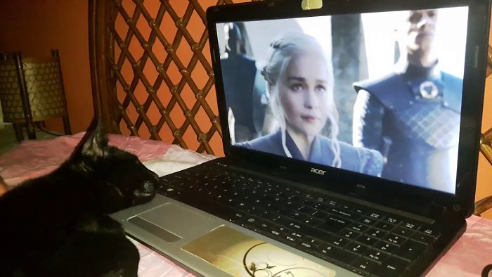 Cat Watching Game Of Thrones