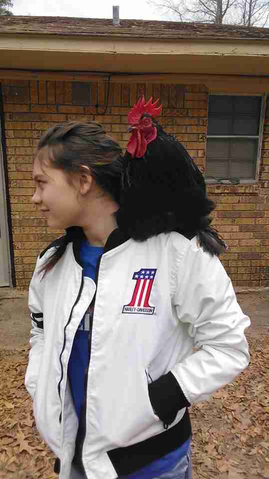 Rooster sitting on little girl's shoulder
