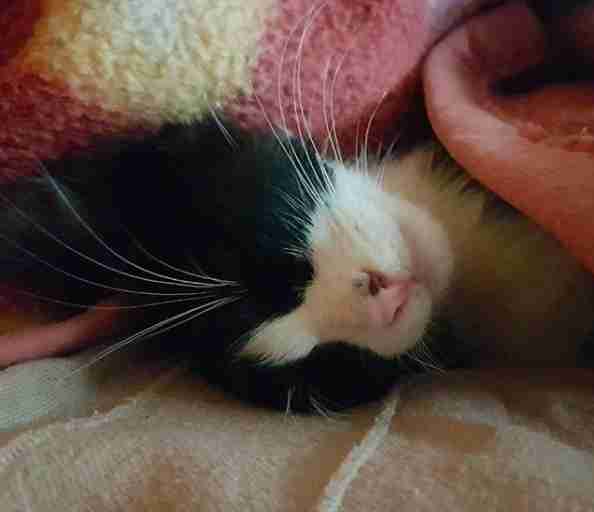 Mogli the cat sleeping