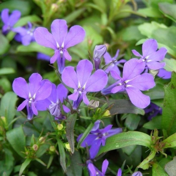 The Lung Cleansing Benefits of Lobelia