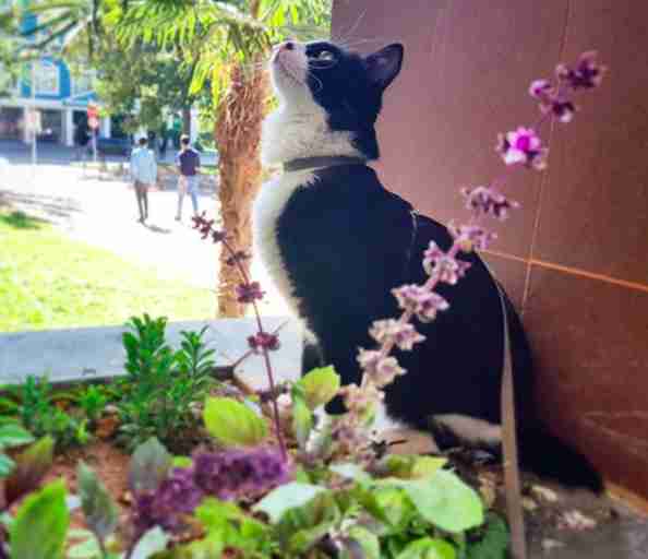 Man Finds Street Cat And Brings Her On The Most Incredible Road Trip Man Finds Street Cat And Brings Her On The Most Incredible Road Trip