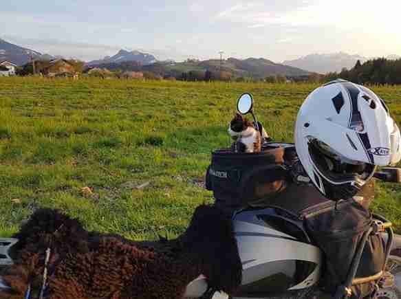 Mogli the adventure cat on the motorbike