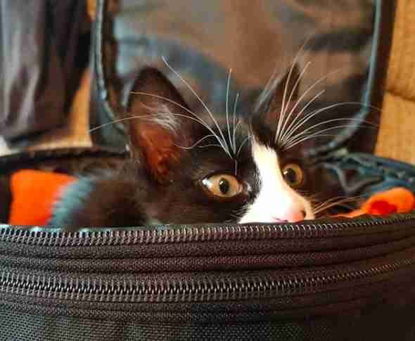 Man Finds Street Cat And Brings Her On The Most Incredible Road Trip Man Finds Street Cat And Brings Her On The Most Incredible Road Trip