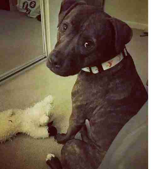 brindle pit bull dog Moki