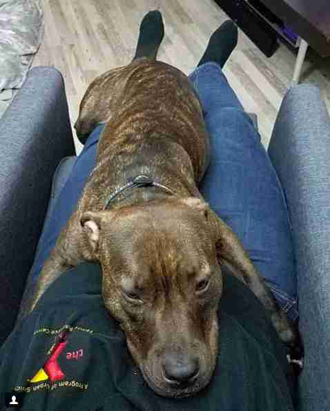 Guinea Pigs Won't Stop Cuddling With Their Pit Bull Sister Guinea Pigs Won't Stop Cuddling With Their Pit Bull Sister