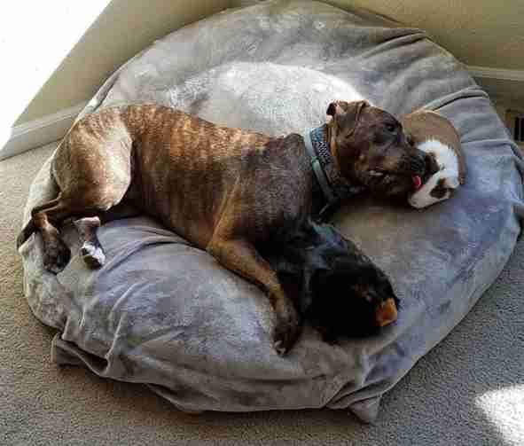 Moki the pit bull and guinea pigs Frida and Pandora