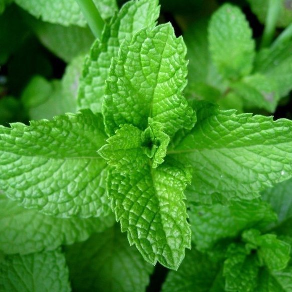 The Lung Cleansing Benefits of Peppermint