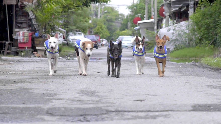 See Stray Dogs Amazingly Turned Into Watchdogs