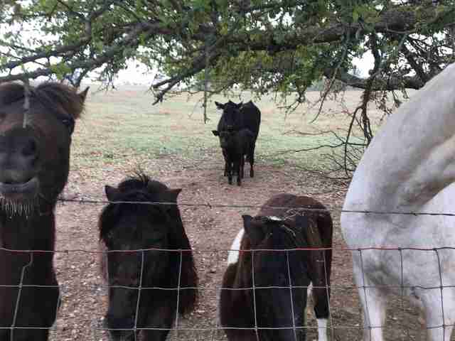 Cow and baby who escaped to animal sanctuary in Texas