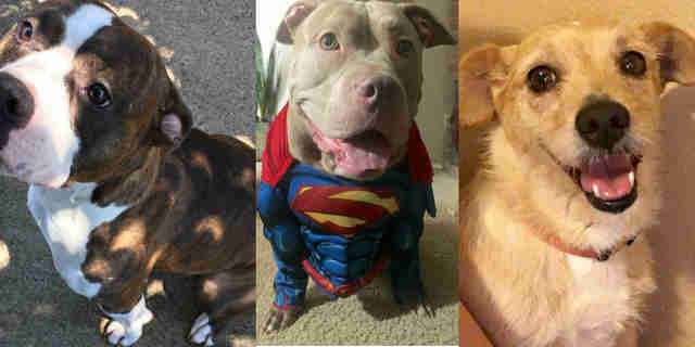 Woman Reunites With Lost Dog 11 Years After He Went Missing Woman Reunites With Lost Dog 11 Years After He Went Missing