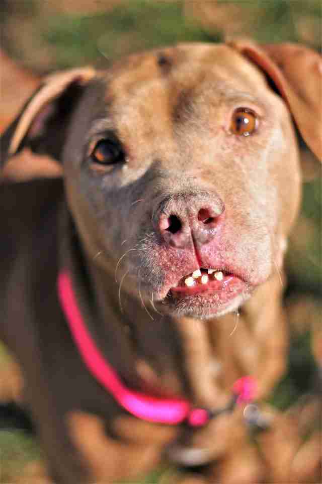 dog with unique smile