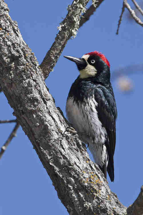Man Renovating House Discovers Woodpecker's Secret Stash Man Renovating House Discovers Woodpecker's Secret Stash