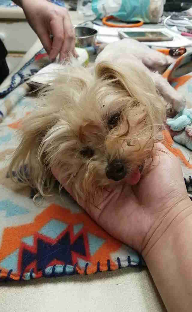 Woman Reunites With Lost Dog 11 Years After He Went Missing Woman Reunites With Lost Dog 11 Years After He Went Missing