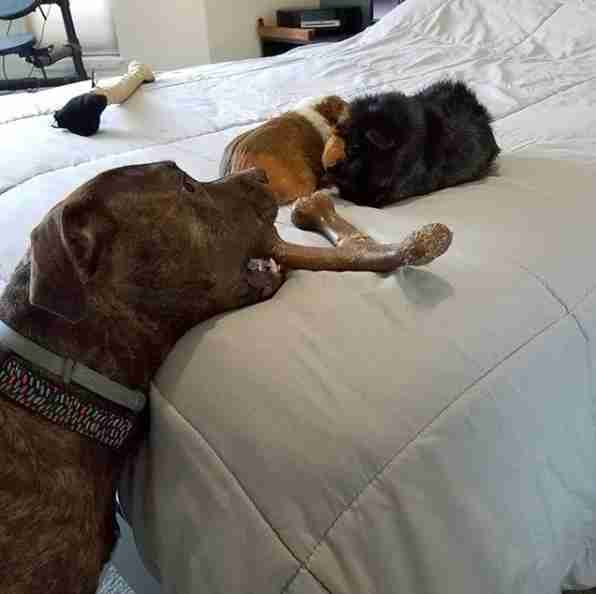 Guinea Pigs Won't Stop Cuddling With Their Pit Bull Sister Guinea Pigs Won't Stop Cuddling With Their Pit Bull Sister