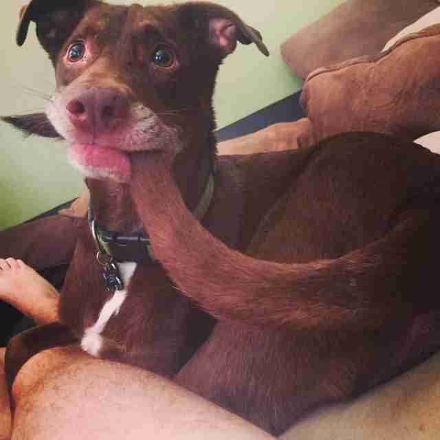 Dog Finally Catches His Tail — And Has No Idea What To Do Next Dog Finally Catches His Tail — And Has No Idea What To Do Next