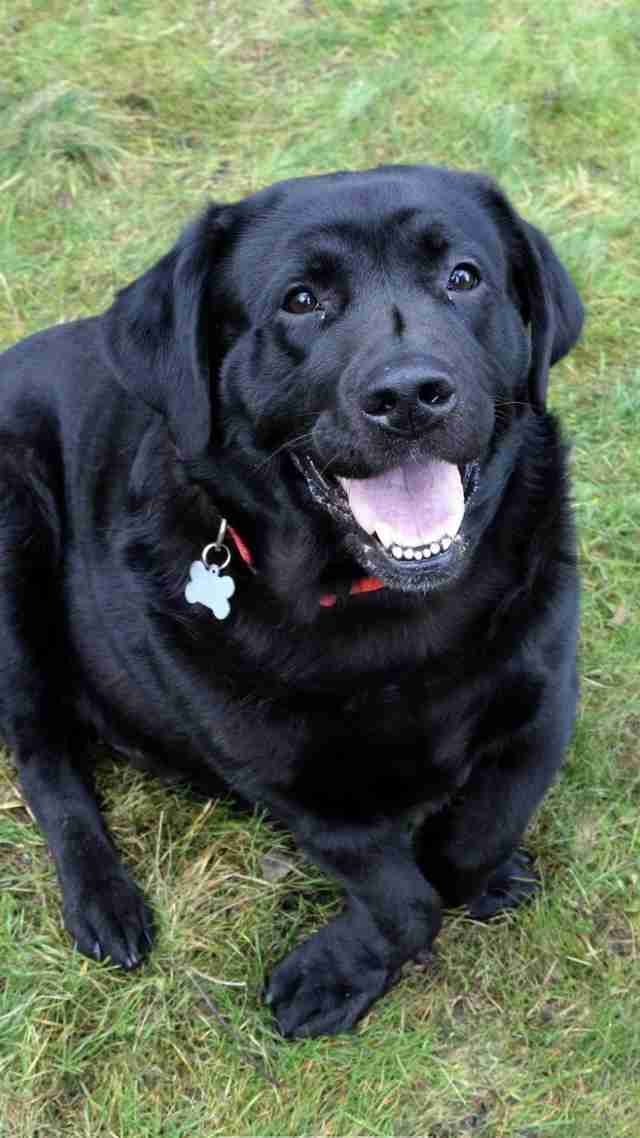 Lab With The Shortest Legs Has No Idea He's Any Different Lab With The Shortest Legs Has No Idea He's Any Different