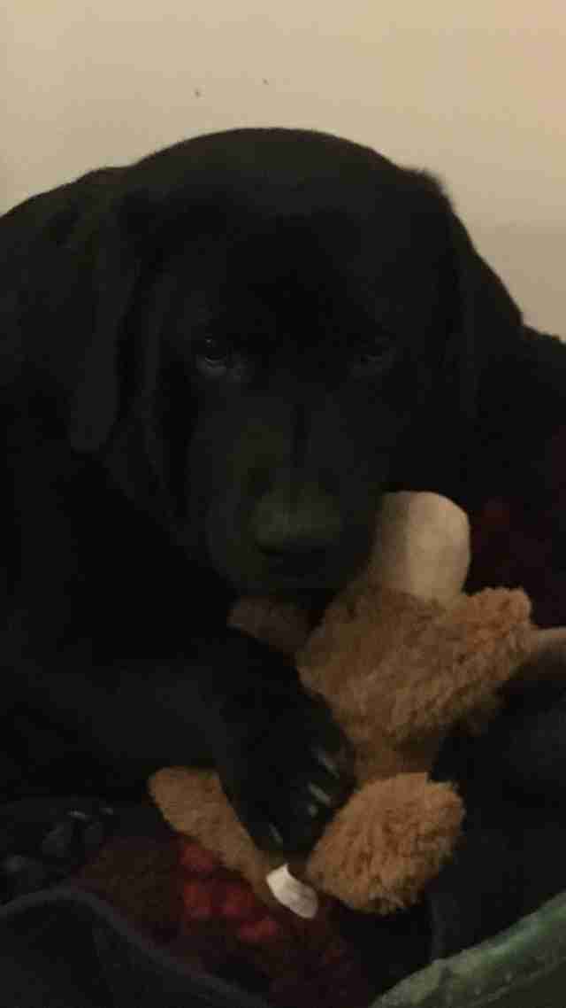 Lab With The Shortest Legs Has No Idea He's Any Different Lab With The Shortest Legs Has No Idea He's Any Different