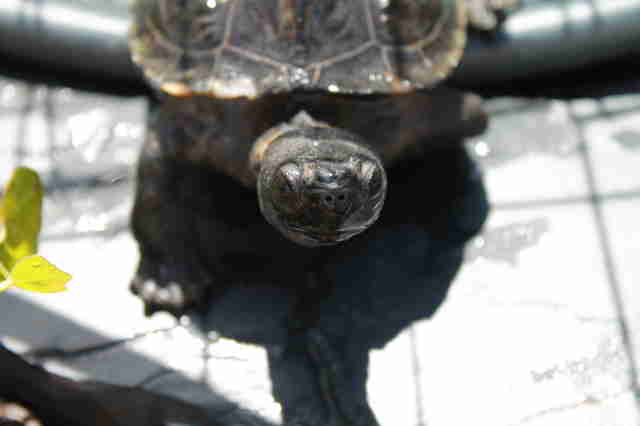 Little Turtle Follows His Favorite Person Everywhere She Goes Little Turtle Follows His Favorite Person Everywhere She Goes
