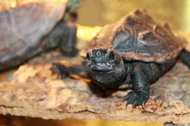 Turtle inside aquarium