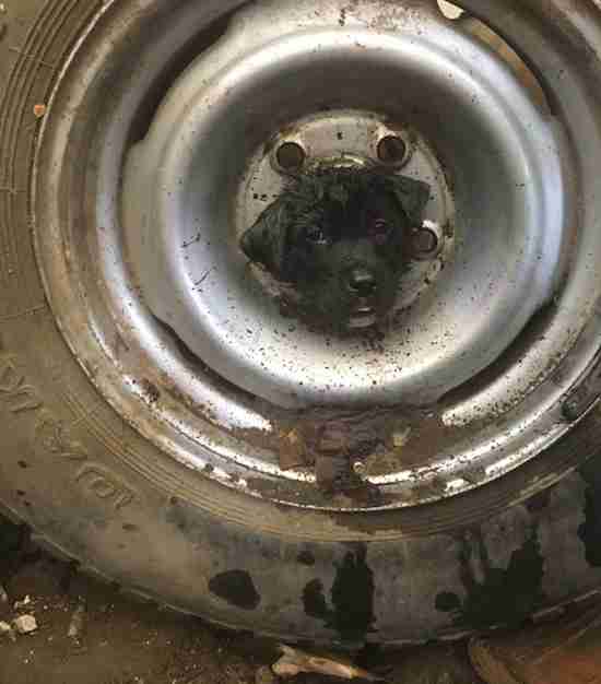 rescue puppy tire texas