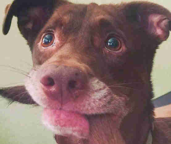 Dog Finally Catches His Tail — And Has No Idea What To Do Next Dog Finally Catches His Tail — And Has No Idea What To Do Next