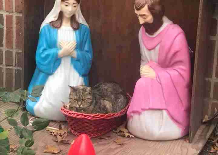 Grumpy Nativity-Scene Cat Accidentally Spreads Holiday Cheer Grumpy Nativity-Scene Cat Accidentally Spreads Holiday Cheer