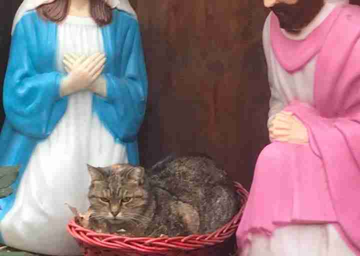 Grumpy Nativity-Scene Cat Accidentally Spreads Holiday Cheer Grumpy Nativity-Scene Cat Accidentally Spreads Holiday Cheer