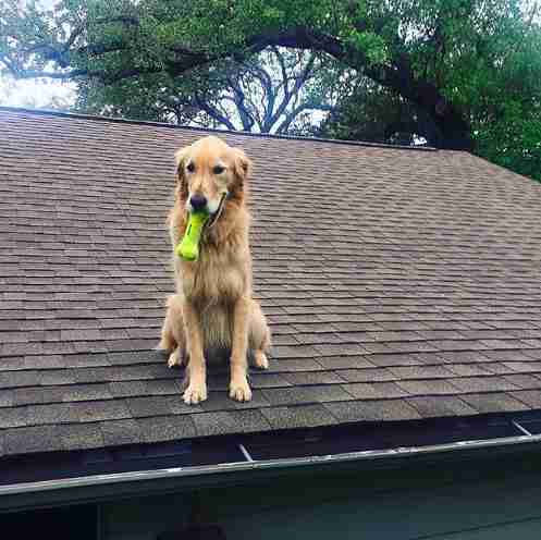 dog roof huck golden retriever texas
