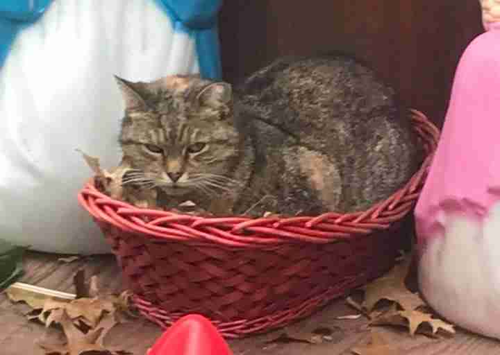 Grumpy Nativity-Scene Cat Accidentally Spreads Holiday Cheer Grumpy Nativity-Scene Cat Accidentally Spreads Holiday Cheer