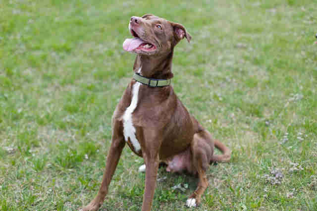 Dog Finally Catches His Tail — And Has No Idea What To Do Next Dog Finally Catches His Tail — And Has No Idea What To Do Next
