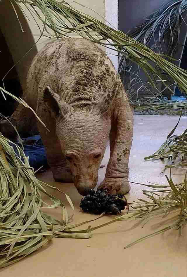 Bald bear with mange at rescue center in California