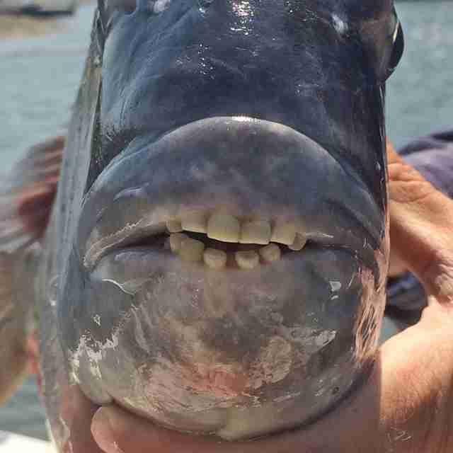 This Fish Has Human Teeth And People Are Freaking Out
