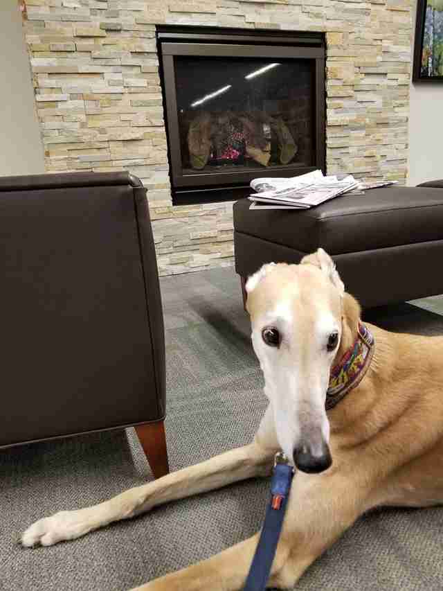 Dog Showed Up For Story Time At Library, But Nobody Came To Read To Him Dog Showed Up For Story Time At Library, But Nobody Came To Read To Him
