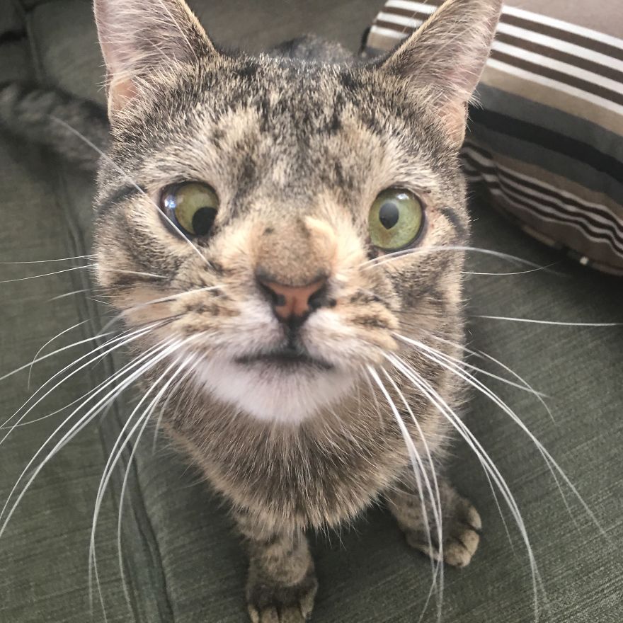 Meet The Cat With An Extra Chromosome Put On Death Row Because She Looked A Little Different Meet The Cat With An Extra Chromosome Put On Death Row Because She Looked A Little Different