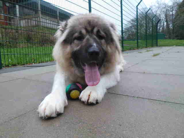 caucasian shepherd britain rescue puppy