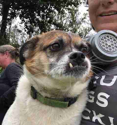 2 Little Dogs Trapped By Lava Flows Are Saved Just In Time 2 Little Dogs Trapped By Lava Flows Are Saved Just In Time