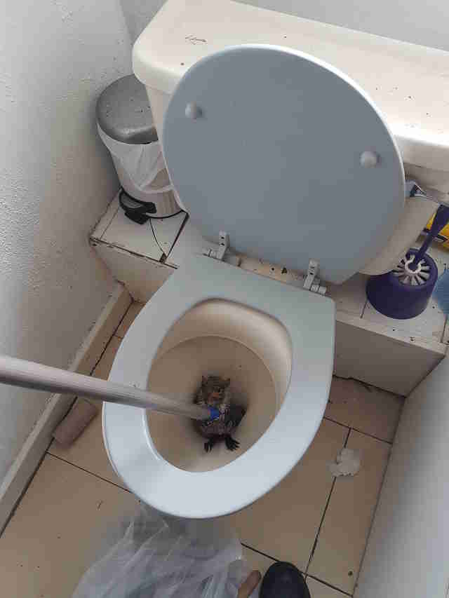 squirrel toilet rescue england