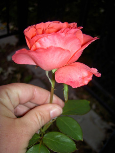rose morguefile