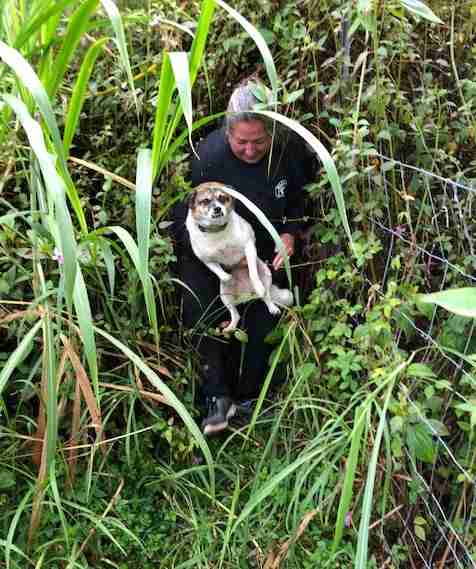 2 Little Dogs Trapped By Lava Flows Are Saved Just In Time 2 Little Dogs Trapped By Lava Flows Are Saved Just In Time