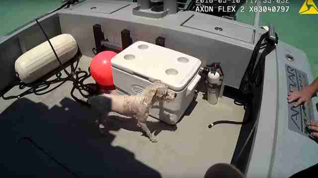 Officer Notices 'Sea Turtle' In Water — Then Realizes It Has Fur Officer Notices 'Sea Turtle' In Water — Then Realizes It Has Fur