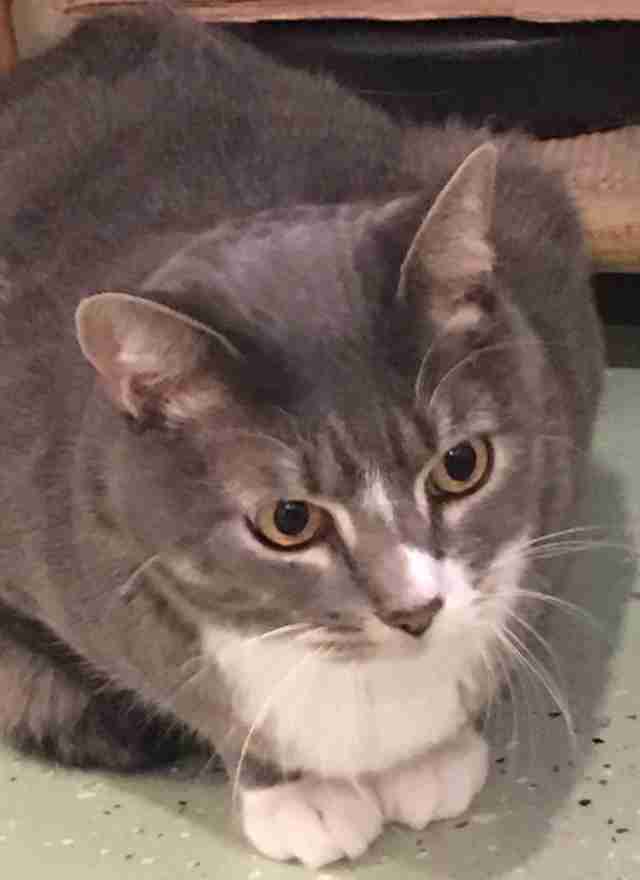 Cat who needs home after owner was killed