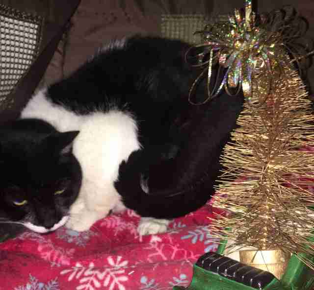 Cat who needs home after owner was killed